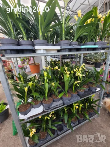 Киливия - Жълта, снимка 4 - Разсади - 49936153