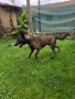 белгийска овчарка малиноа , снимка 3