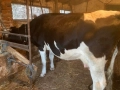 Бремена крава в 7 месец за трето теле , снимка 2