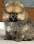 померан, снимка 1