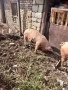 Продавам домашно отгледани  прасета, снимка 3