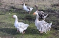 Къдрави гъски , снимка 2