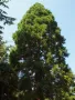 Нови качествени 15 семена от гигантска секвоя мамутово дърво sequoiadendron giganteum за декорация, снимка 14