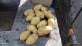 Картофи, лук - пресни, джоджен, магданоз., снимка 4
