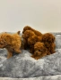 Мини Пудел / Mini Poodle, снимка 5