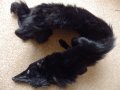 Яка черна лисица цяла, снимка 2