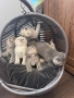 Британски / шотландски котенца , снимка 1
