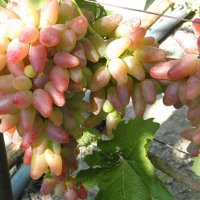 Бутикови сортове грозде, снимка 2 - Разсади - 35306623
