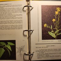 Atlas des Mauvaises herbes - Атлас на плевелите ( градинските), на френски, рядък, мин.тираж, цветен, снимка 6 - Енциклопедии, справочници - 43792122