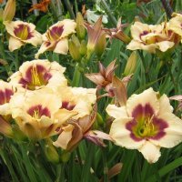 Продавам Цветя Хемерокалис - за пролетно засаждане, снимка 8 - Разсади - 36687859