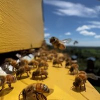 100% пчелен мед за вашето здраве, снимка 2 - Други - 42781590