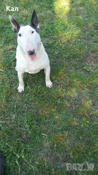 Бултериер , снимка 1