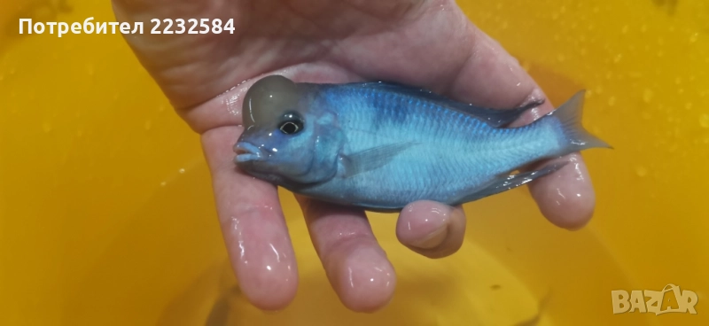 Рибки Африкански цихлиди, снимка 1