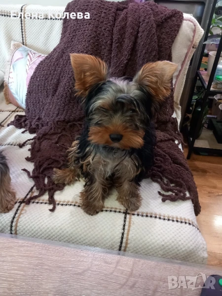 Момченце , снимка 1