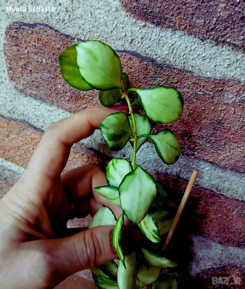 Hoya heuschkeliana variegata , снимка 1