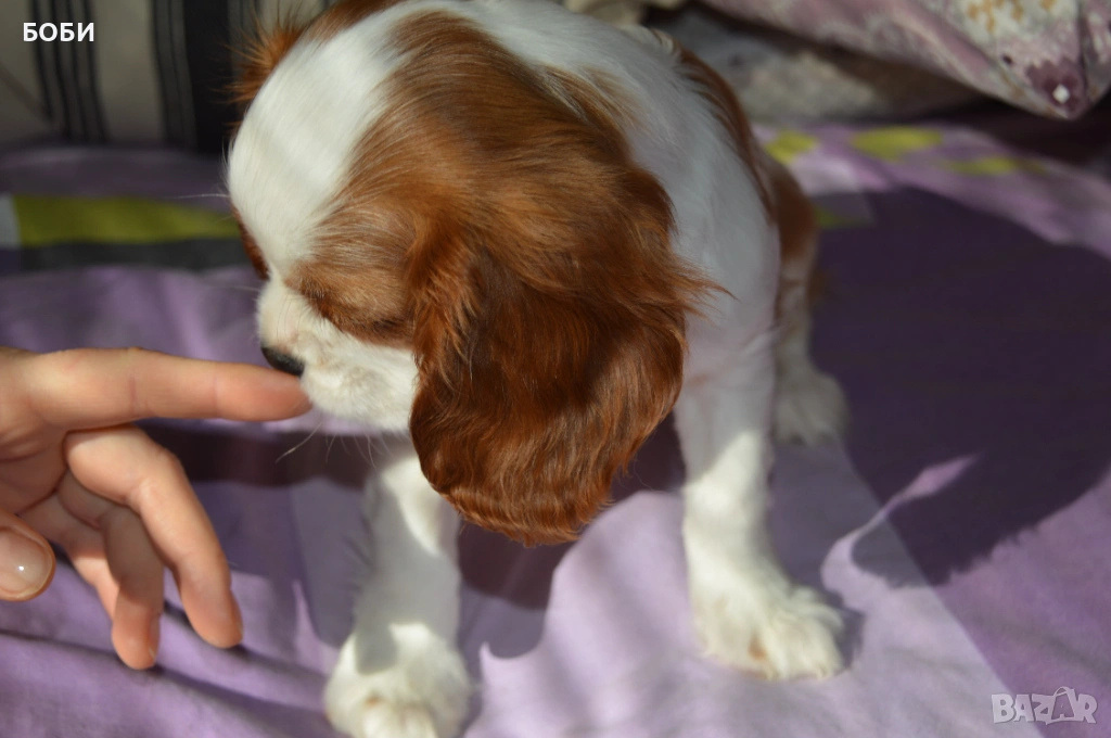 Кавалер Кинг Чарлз Шпаньол, снимка 1