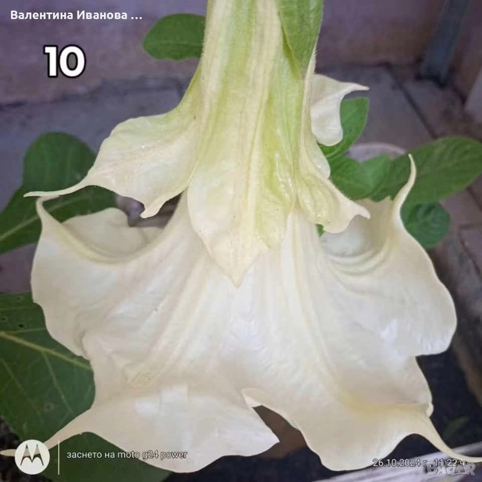 комплект 3 бр ангелски тромпет , снимка 1