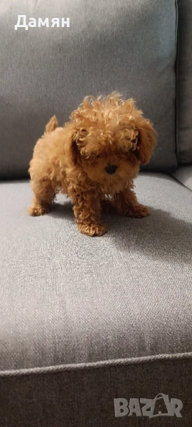 той пудел 100% той пудел, снимка 1