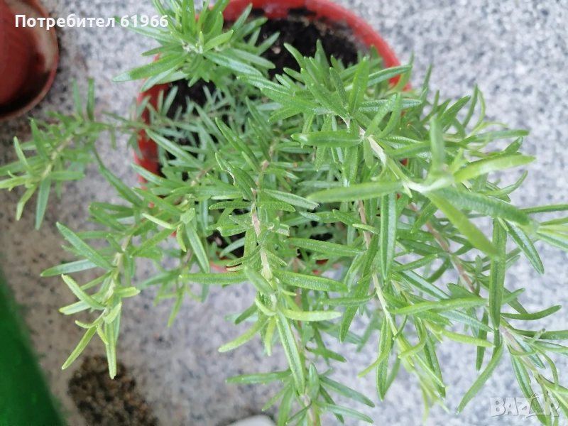 Розмарин! , снимка 1