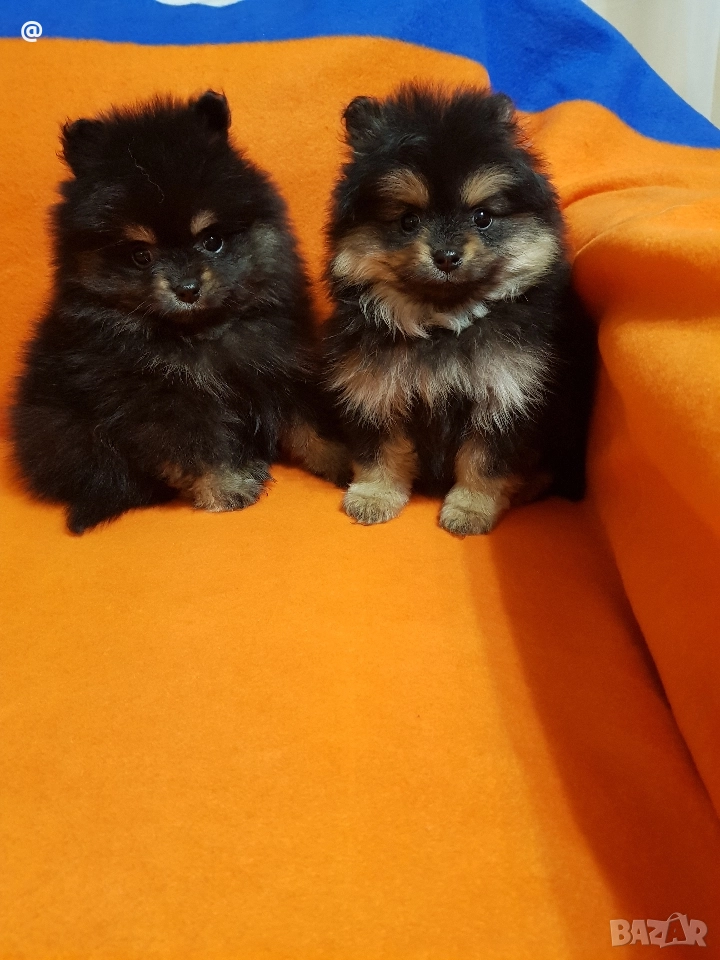 Померан померанчета момичета , снимка 1