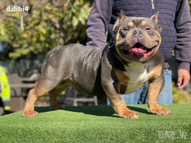 Американско були -покет, снимка 6 - Други - 51169468