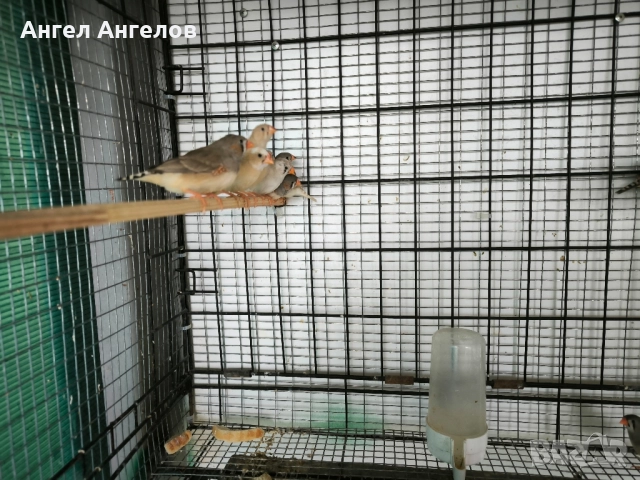 зеброви амадини , снимка 2 - Амадини - 52357881