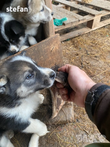 Източносибирски лайки