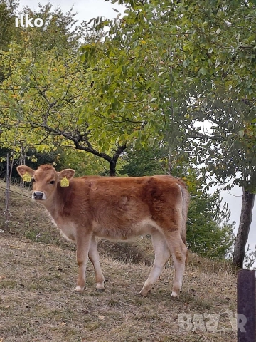 продавам животни, снимка 3 - Крави - 52629781