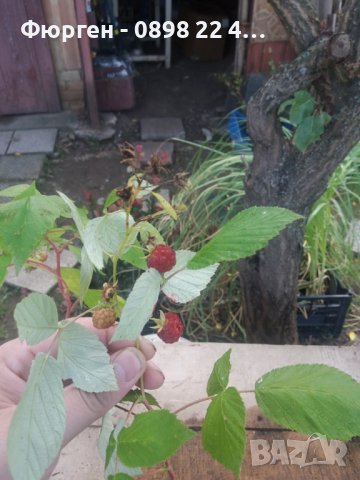 Малини - целогодишни, снимка 9 - Градински цветя и растения - 38888073