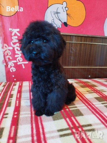 Мини пудел , снимка 8 - Пудели - 53132342