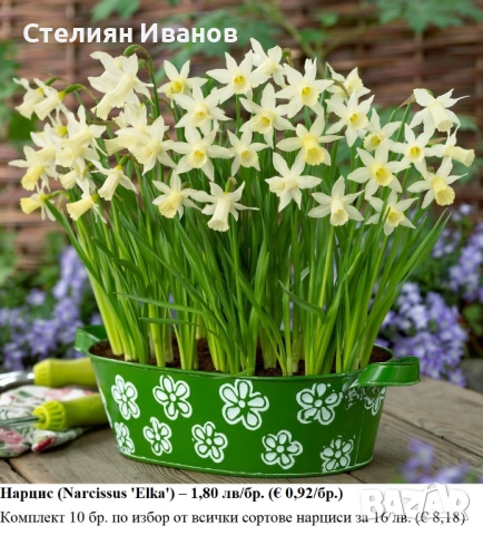 СОРТОВИ НАРЦИСИ - ЛУКОВИЦИ, снимка 6 - Сортови семена и луковици - 52372810