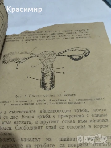 Течение и кръвотечение у жената., снимка 2 - Антикварни и старинни предмети - 51153241