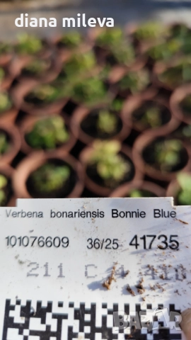 Вербена многогодишна, Verbena Bonariensis Bonnie Blue, снимка 8 - Градински цветя и растения - 52426647