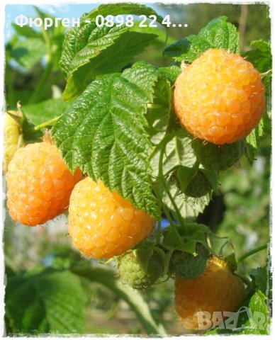 Компактна жълта малина, снимка 3 - Разсади - 43527492