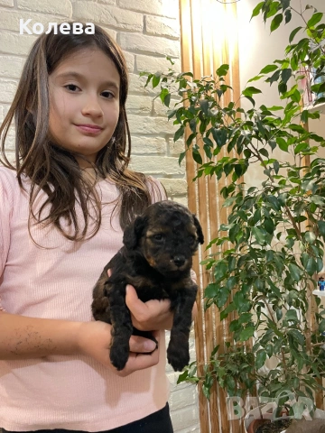 ТОП Мини Пудел , снимка 8 - Пудели - 53364956