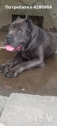 кане корсо бебета, снимка 12 - Кане корсо - 53035265