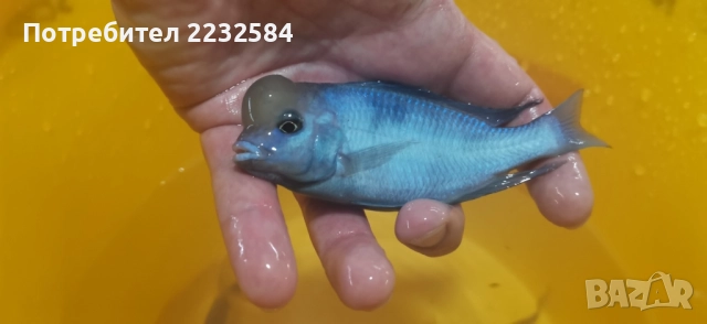 Рибки Африкански цихлиди