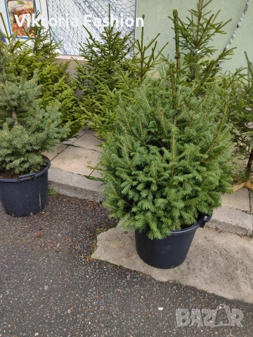 коледна елха, снимка 9 - Градински цветя и растения - 52796988