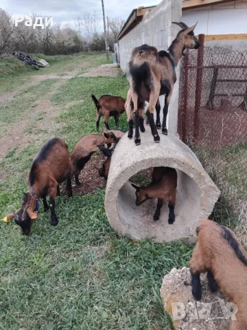 Продавам мъжки ярета френски алпин , снимка 4 - Други - 49669117