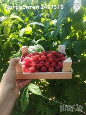 Продавам разсад малини , снимка 6 - Разсади - 52380247
