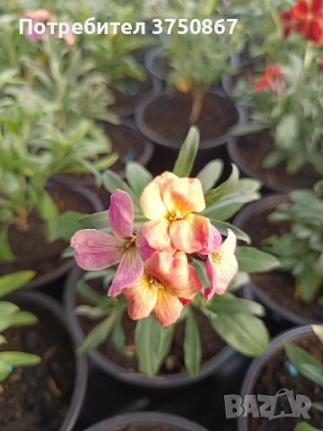 💚🩷💚 Шибой - Sugar Rush Mix, снимка 14 - Градински цветя и растения - 52084869