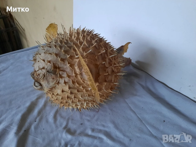 Бодлива риба или риба балон за декорация, снимка 2 - Други - 53069381