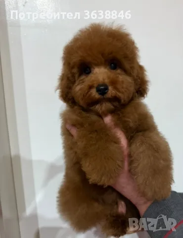 Мини пудел, снимка 2 - Пудели - 48719490