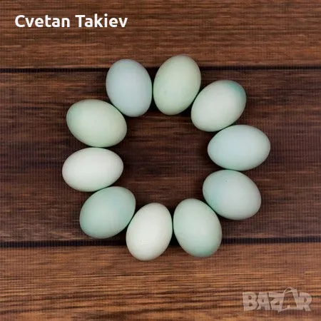 Яйца от Амераукана и Араукана , снимка 7 - Кокошки и пуйки - 49225762