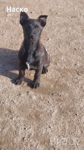 Холандска овчарка