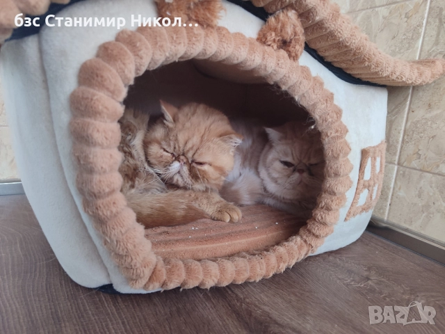 Женско екзотично персийско коте на 4 месеца., снимка 12 - Персийска - 52893968