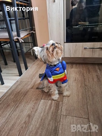 Весели дрешки за кучета- супергерои Superman/ Bathman /Wonder woman, снимка 2 - За кучета - 40685243