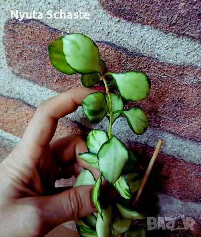 Hoya heuschkeliana variegata 