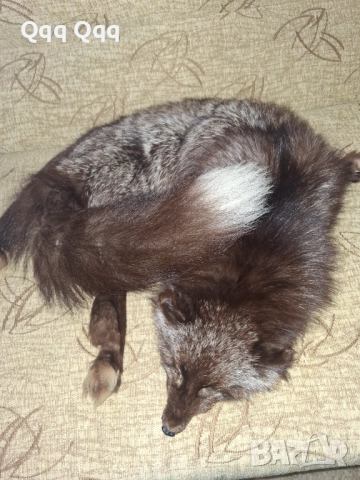 Лисича яка- като нова, снимка 2 - Шалове - 51967660