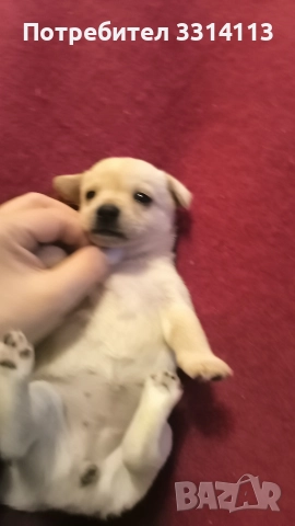 чихуахуа , снимка 4 - Чихуахуа - 52935666